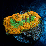 Orange FL Ricordea Mushroom - riptide aquaculture llc