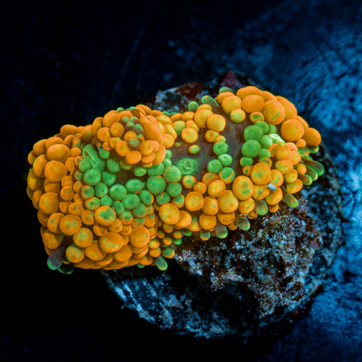 Orange FL Ricordea Mushroom - riptide aquaculture llc