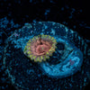 Majin Buu Zoanthid - riptide aquaculture llc