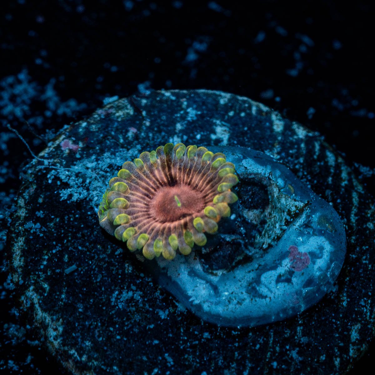 Majin Buu Zoanthid - riptide aquaculture llc