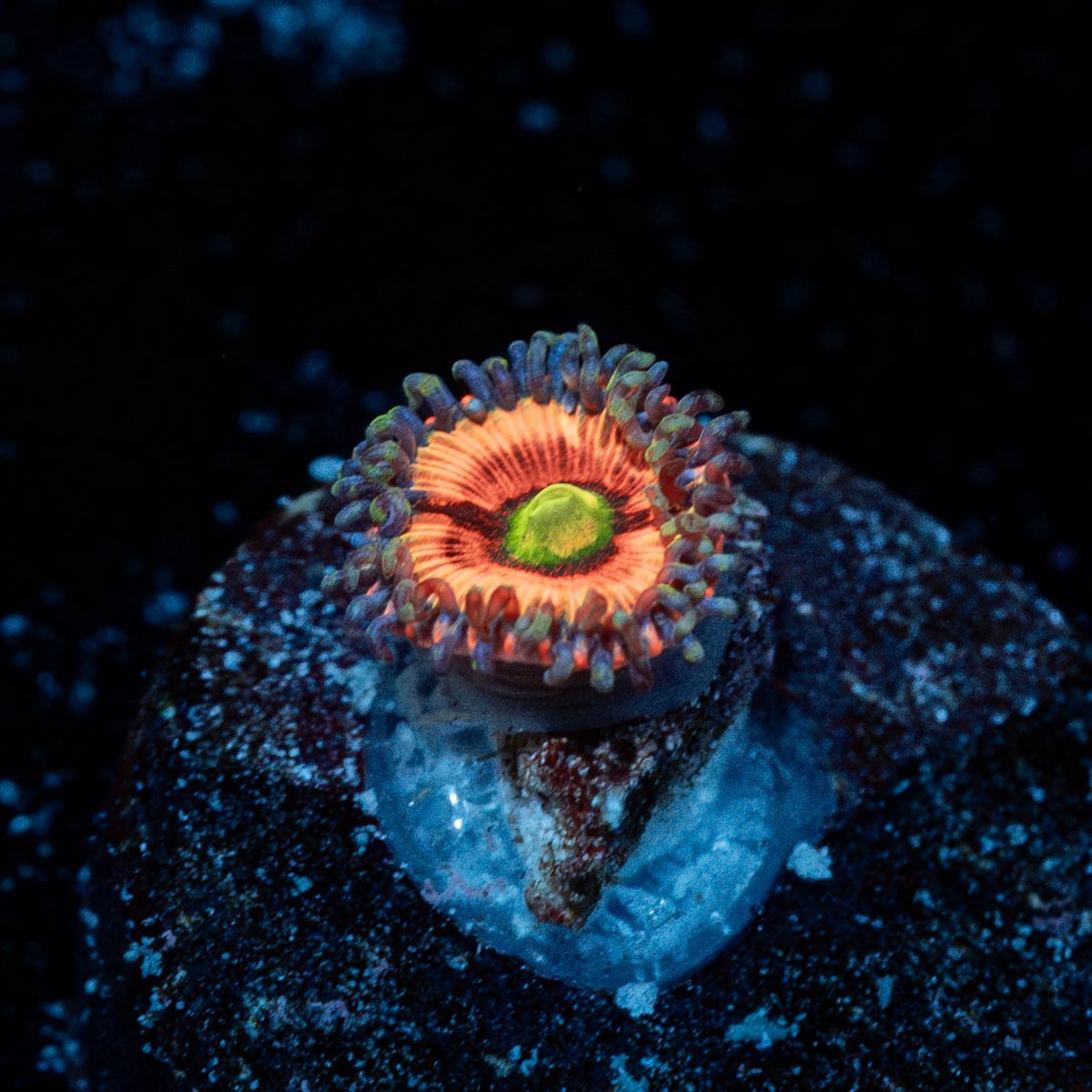Daisy Duke Zoanthid - riptide aquaculture llc
