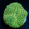 Green FL Ricordea Mushroom - riptide aquaculture llc