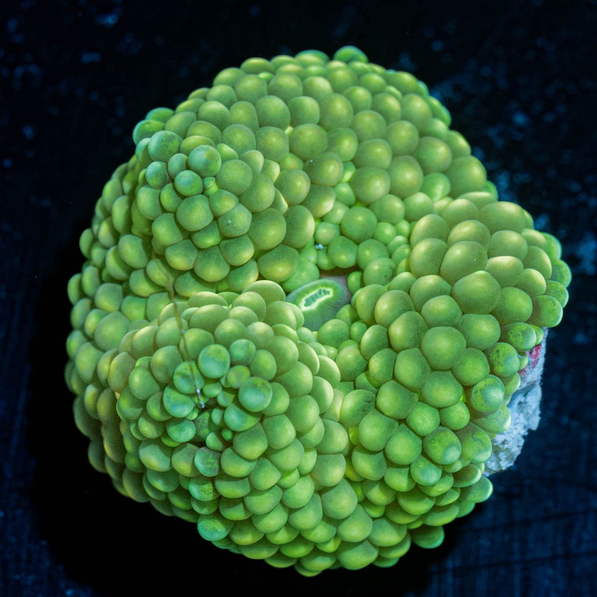 Green FL Ricordea Mushroom - riptide aquaculture llc