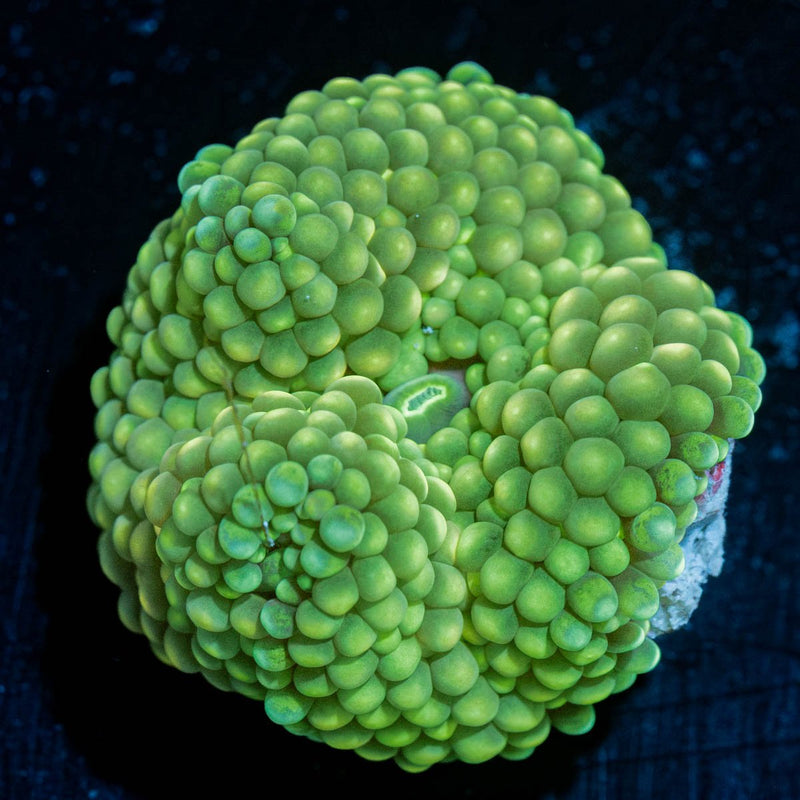 Green FL Ricordea Mushroom