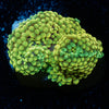 Green FL Ricordea Mushroom - riptide aquaculture llc