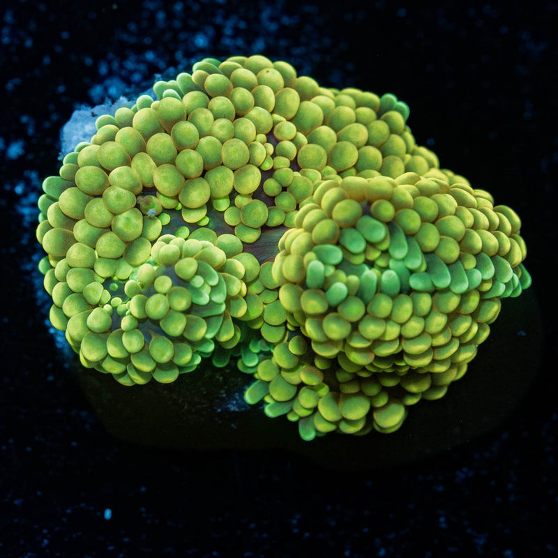 Green FL Ricordea Mushroom