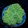 Green FL Ricordea Mushroom - riptide aquaculture llc