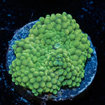 Green FL Ricordea Mushroom - riptide aquaculture llc