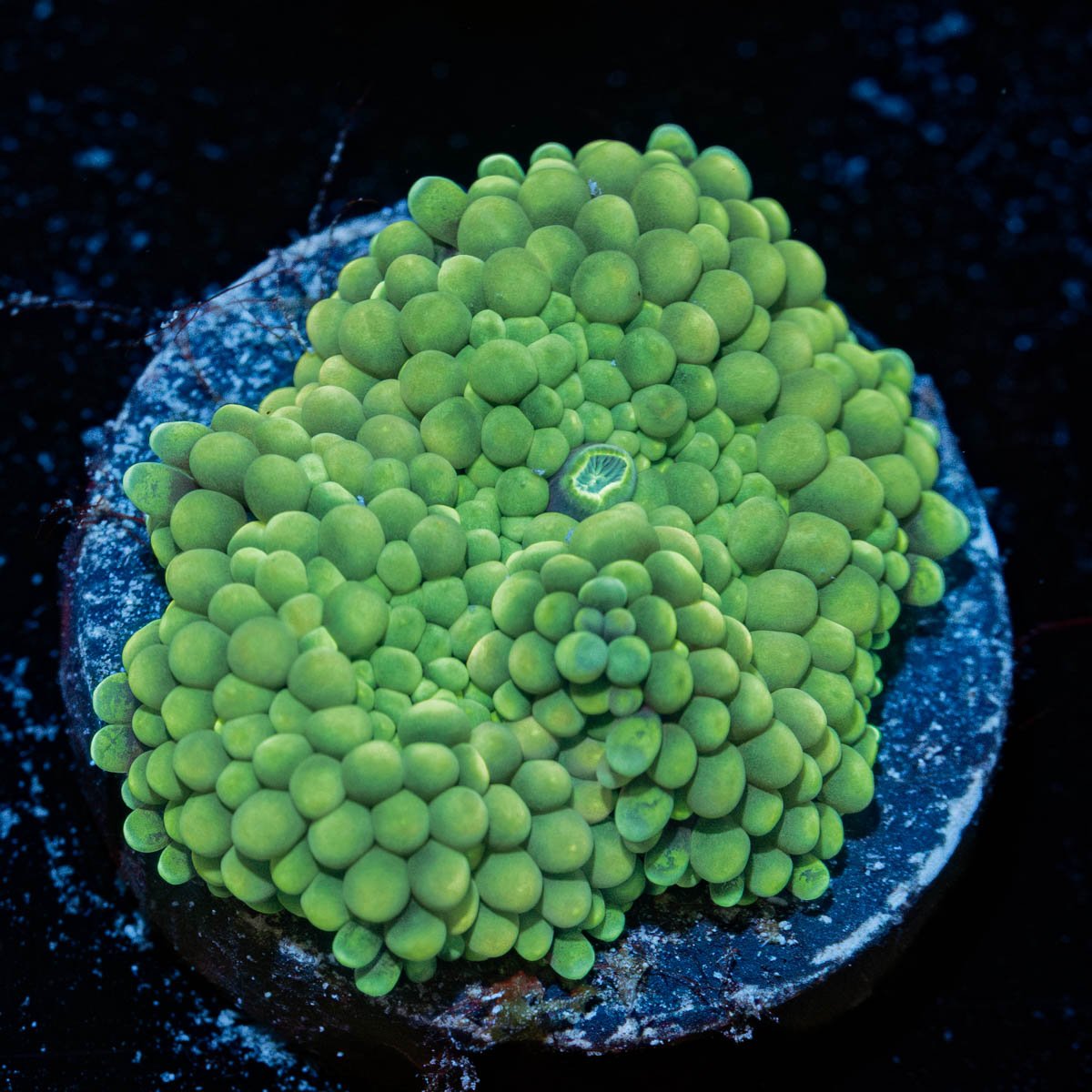 Green FL Ricordea Mushroom - riptide aquaculture llc