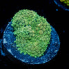 Green FL Ricordea Mushroom - riptide aquaculture llc