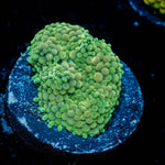 Green FL Ricordea Mushroom - riptide aquaculture llc