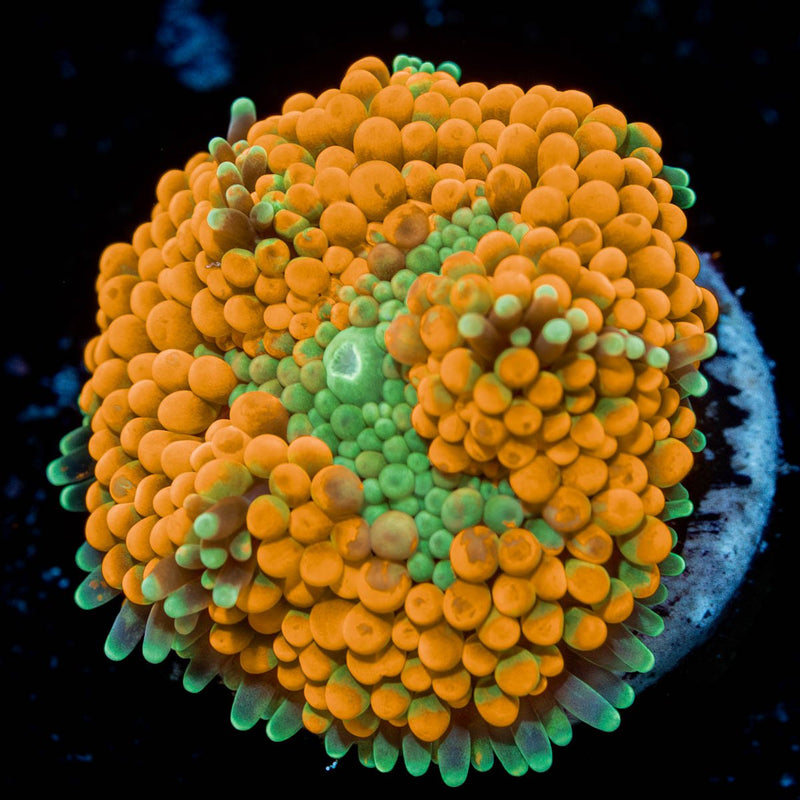 Orange FL Ricordea Mushroom