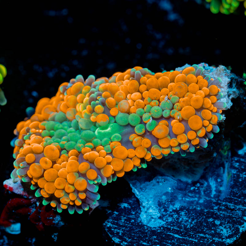 Orange FL Ricordea Mushroom