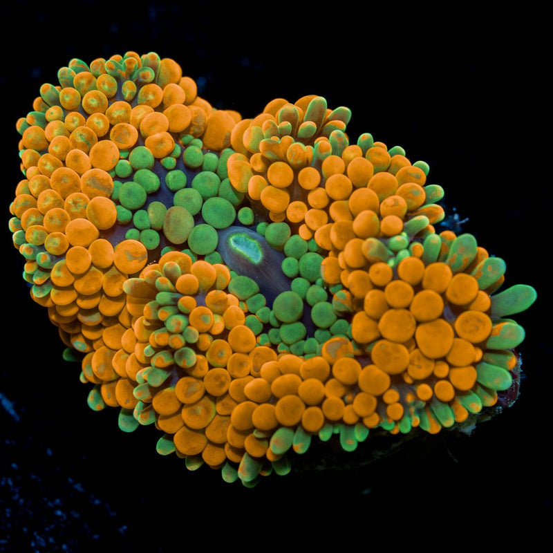 Orange FL Ricordea Mushroom