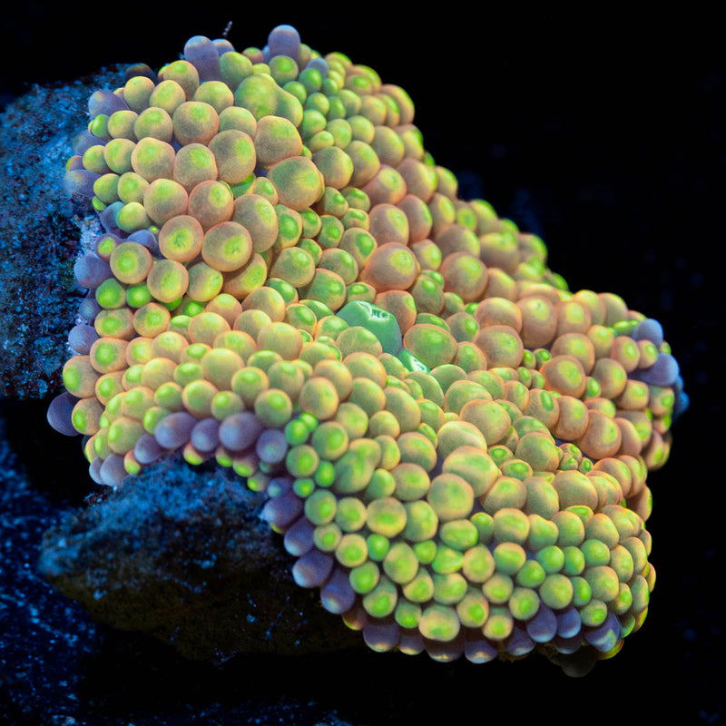 Rainbow FL Ricordea Mushroom