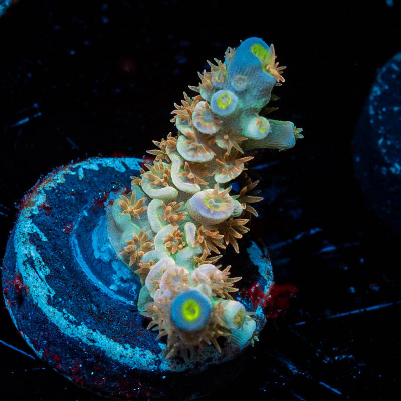 Chevron Tenuis Acropora