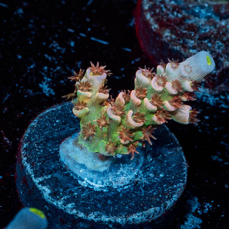 Chevron Tenuis Acropora