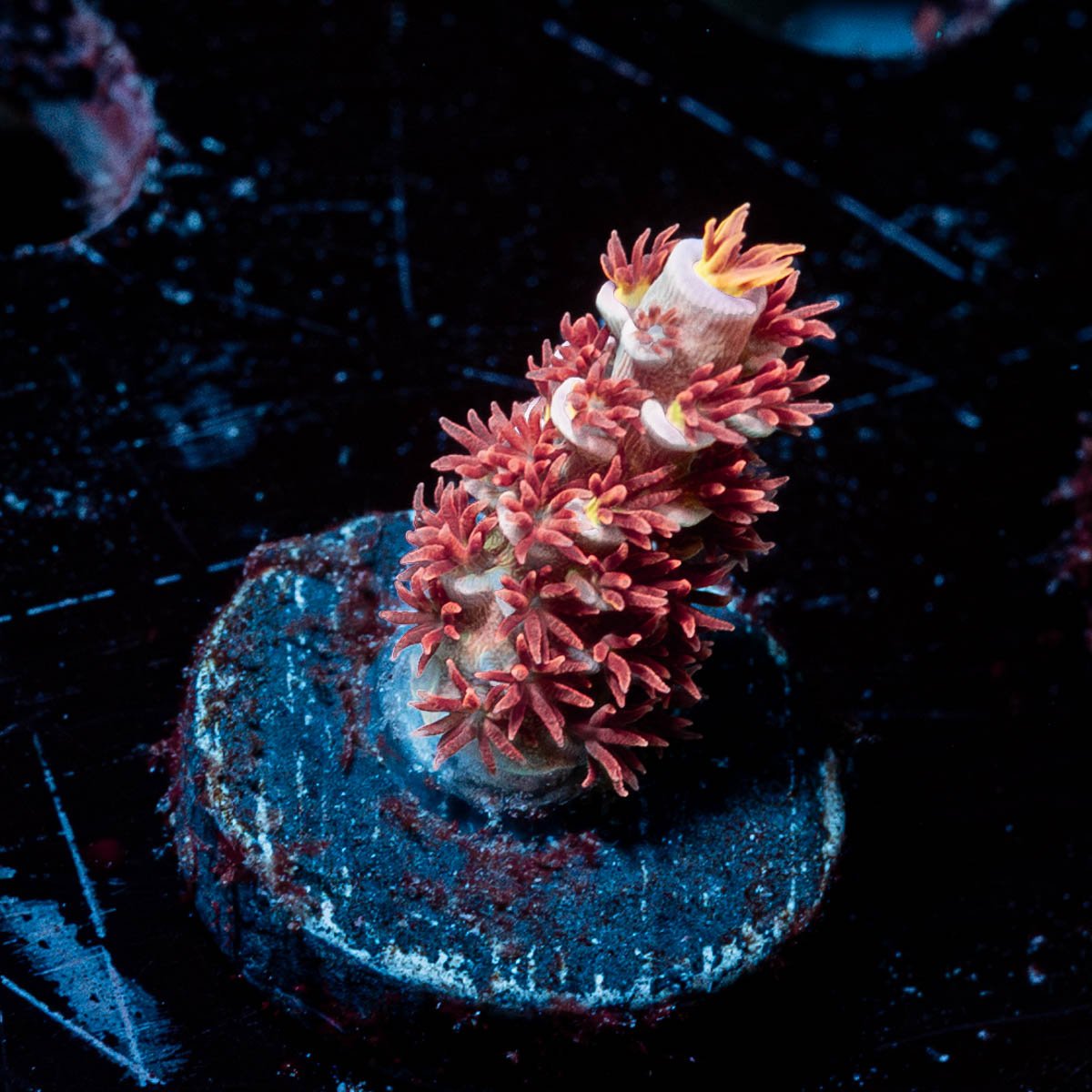 Cherry Bomb Acropora - riptide aquaculture llc