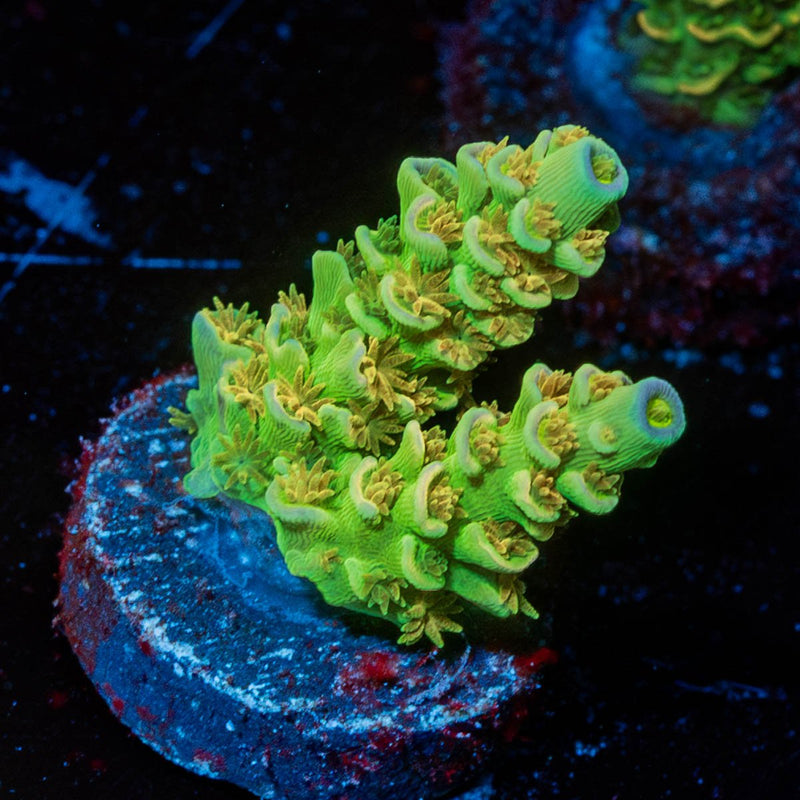 SC Orange Passion Acropora