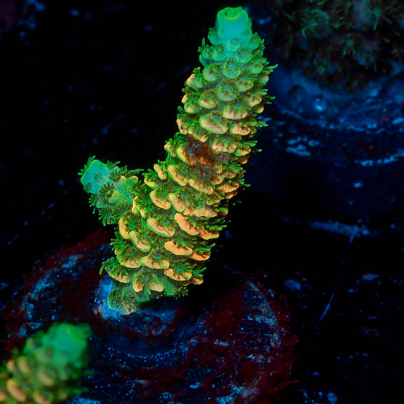 Acid Trip Millepora