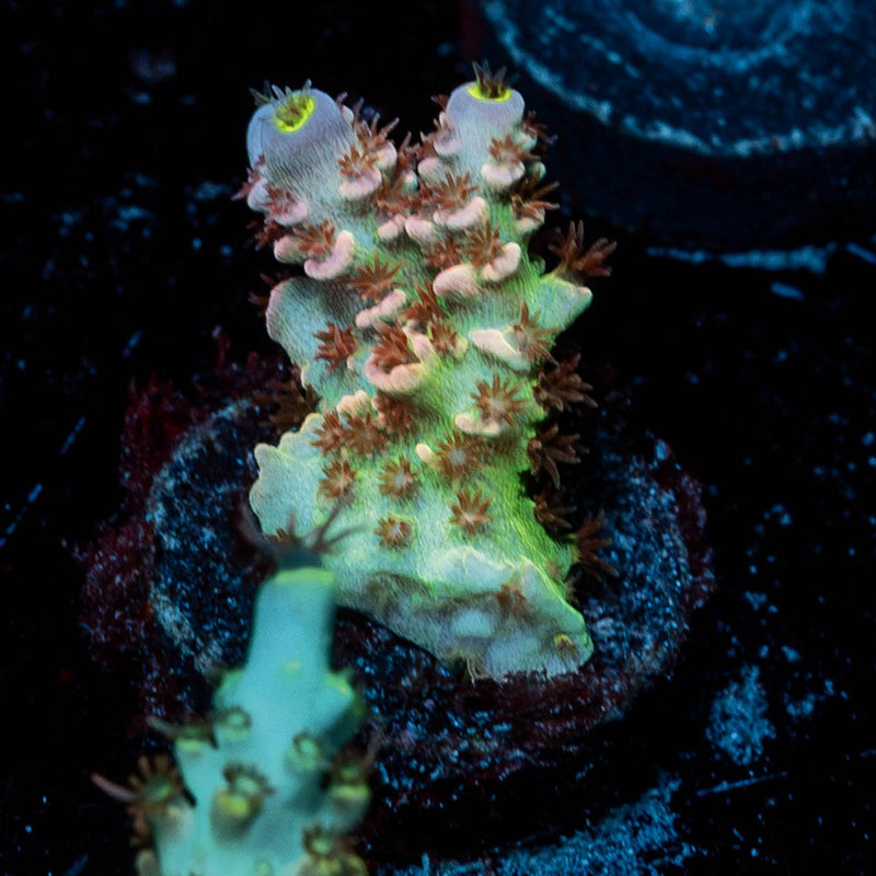 Beast Mode Tenuis Acropora