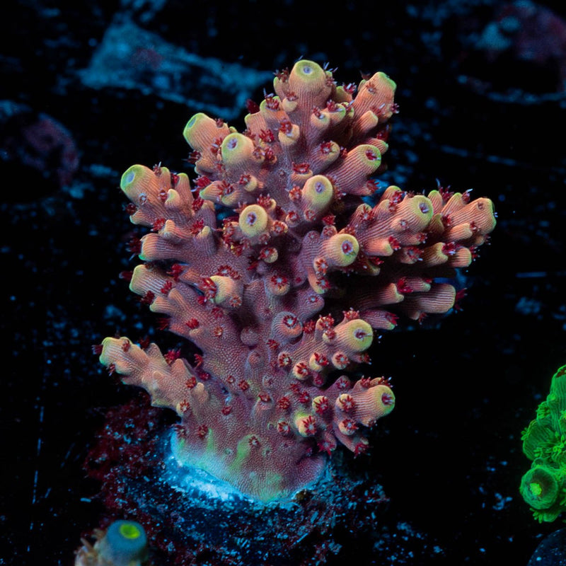 Pink Cadillac Acropora