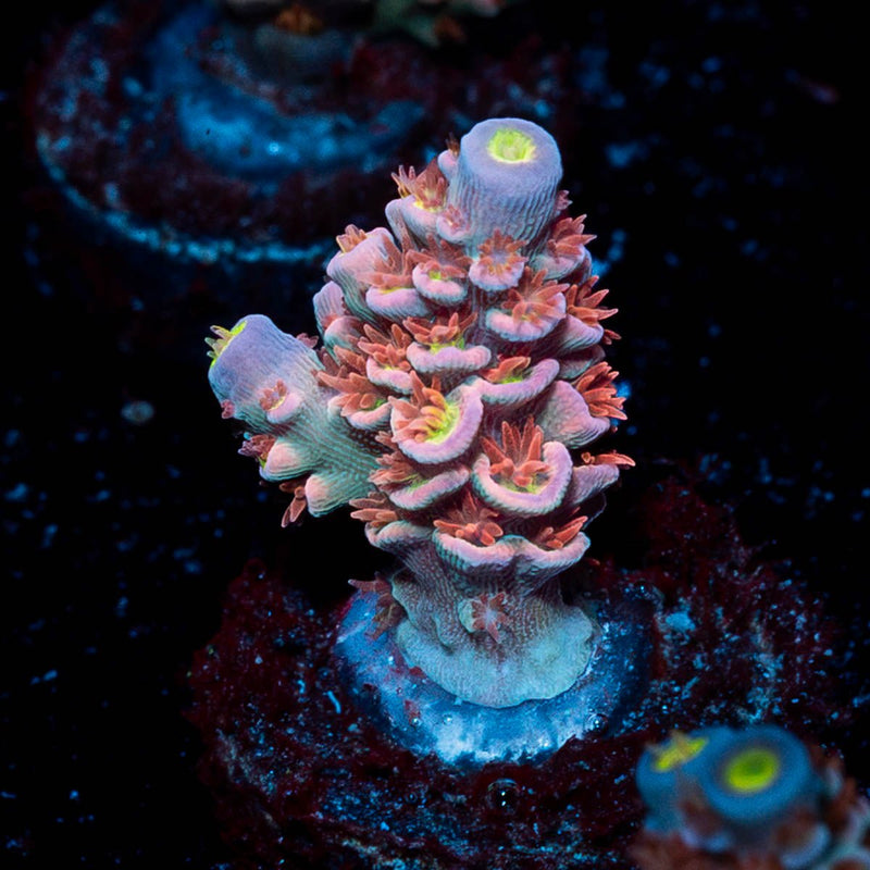 Cherry Bomb Acropora
