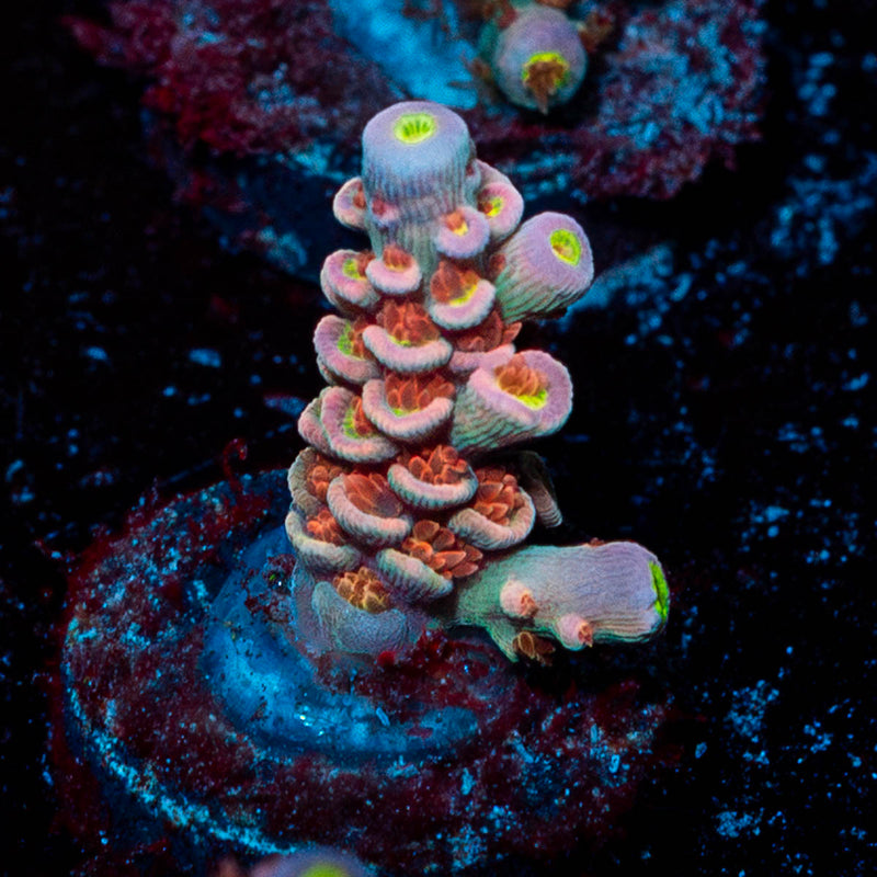 Cherry Bomb Acropora