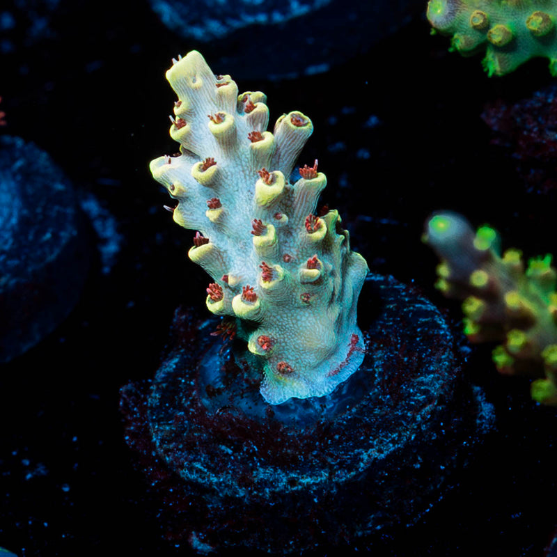 Pink Floyd Acropora