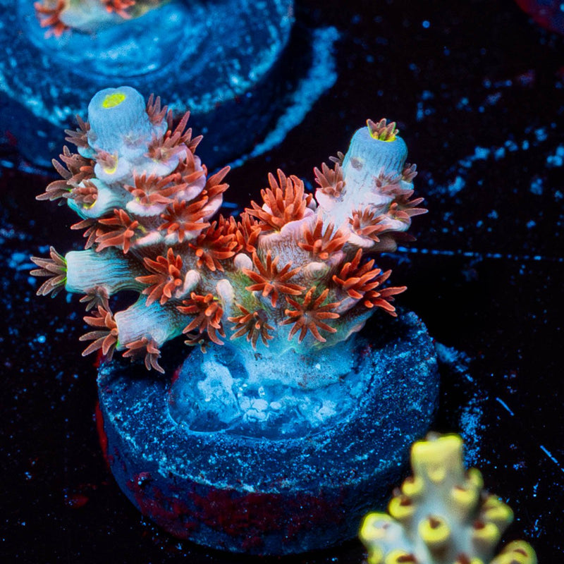 Cherry Bomb Tenuis Acropora