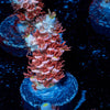 Cherry Bomb Tenuis Acropora - riptide aquaculture llc