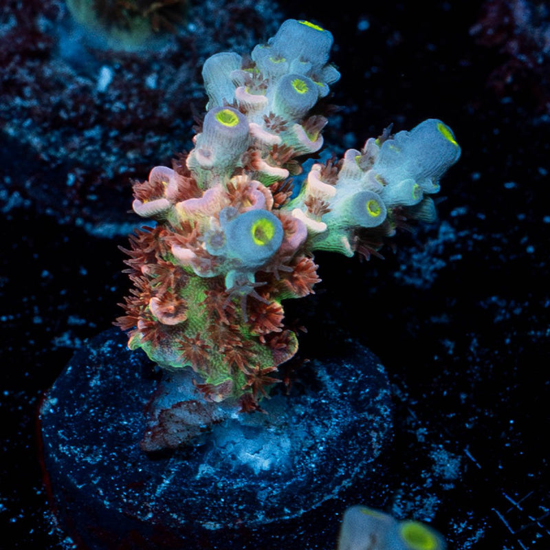 Tear Jerker Tenuis Acropora