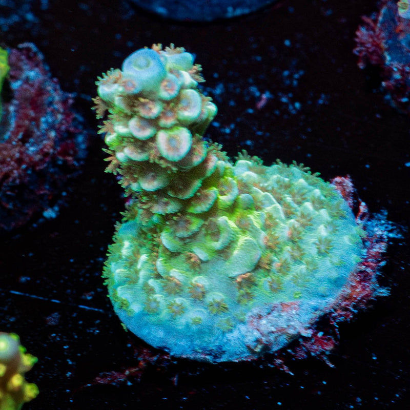 Oscar the Grouch Acropora