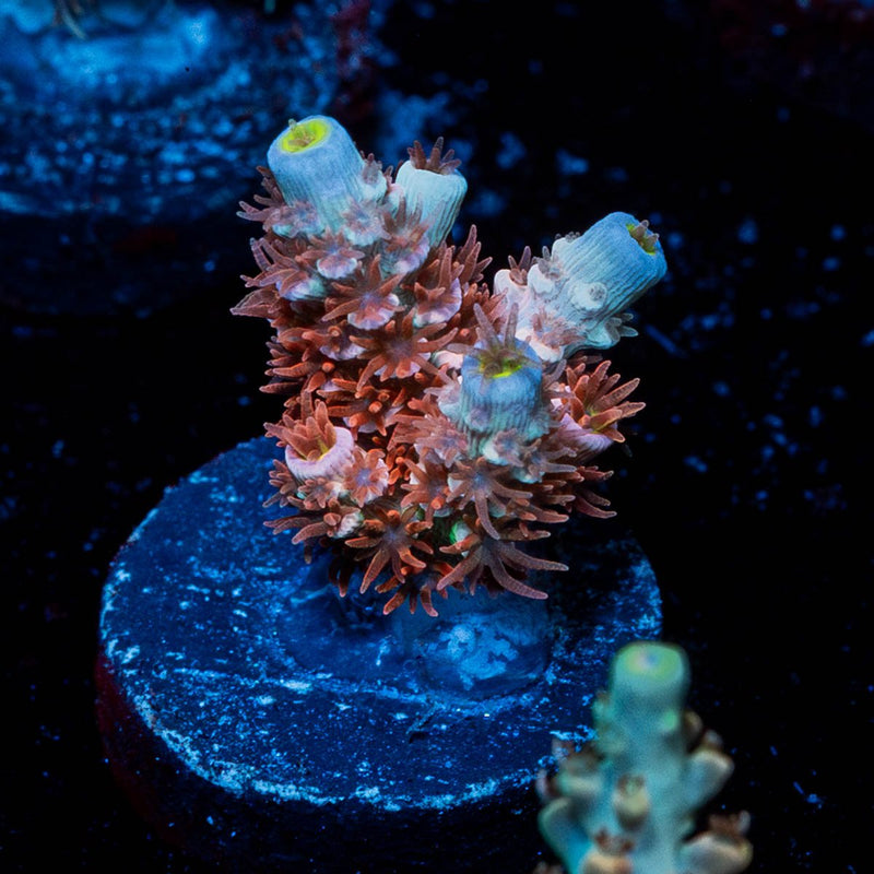Cherry Bomb Tenuis Acropora