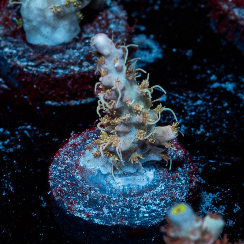 Purple Haze  Acropora