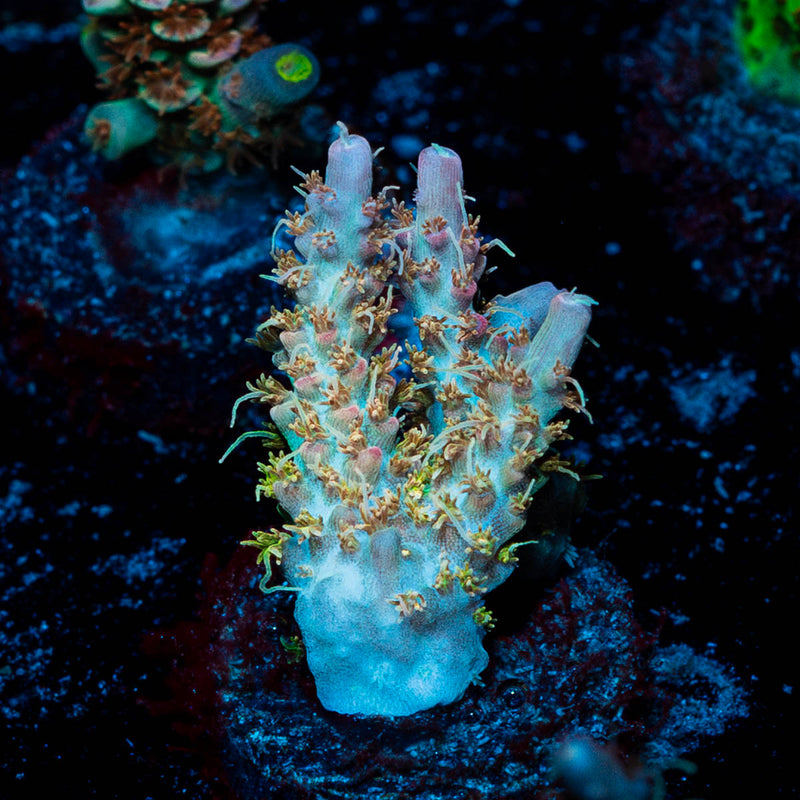Purple Haze  Acropora