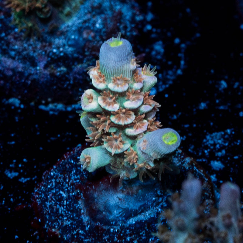 starscream Acropora