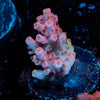 Night furry Acropora - riptide aquaculture llc