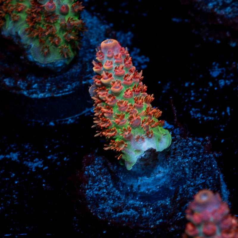 Princess Peach Acropora