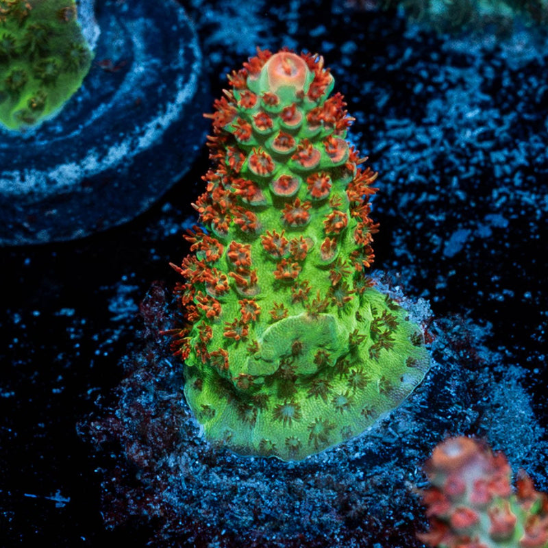 Princess Peach Acropora