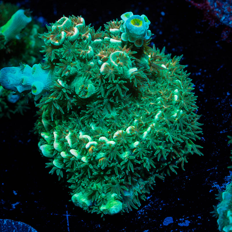 Oscar the Grouch Acropora