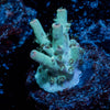 Yoda Acropora - riptide aquaculture llc