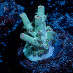 Yoda Acropora - riptide aquaculture llc