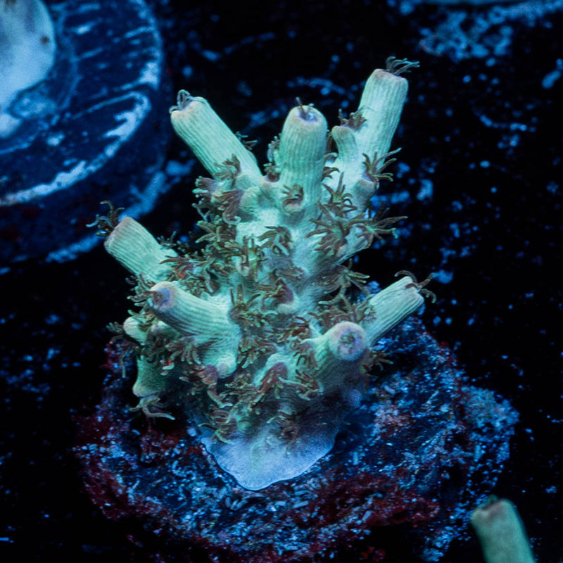 Yoda Acropora