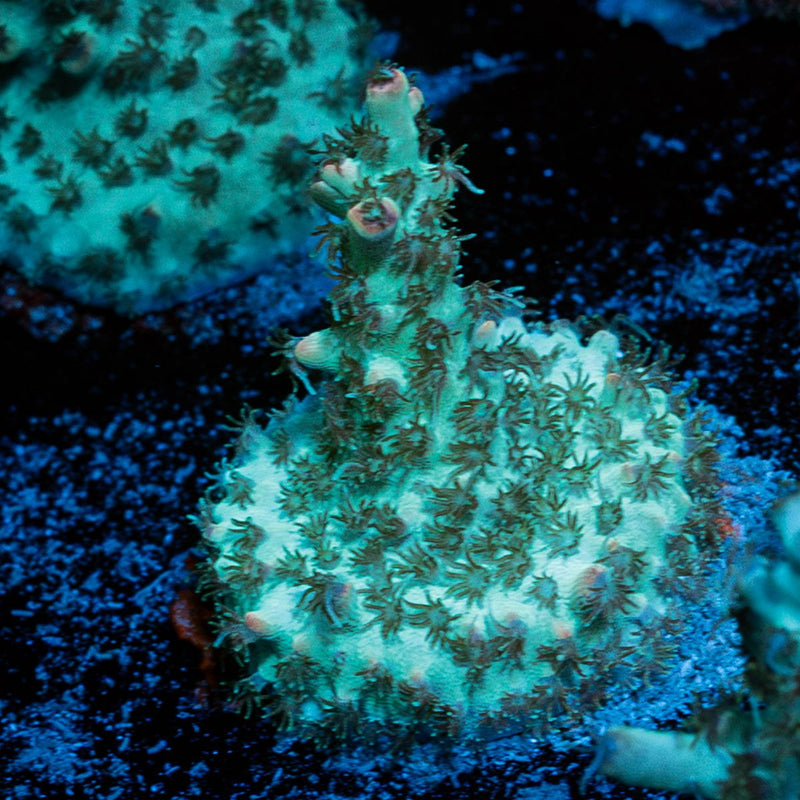 Yoda Acropora