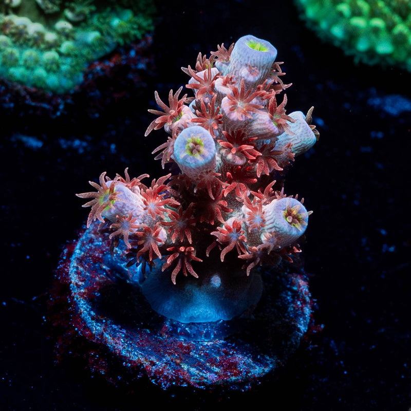 Cherry Bomb Tenuis Acropora