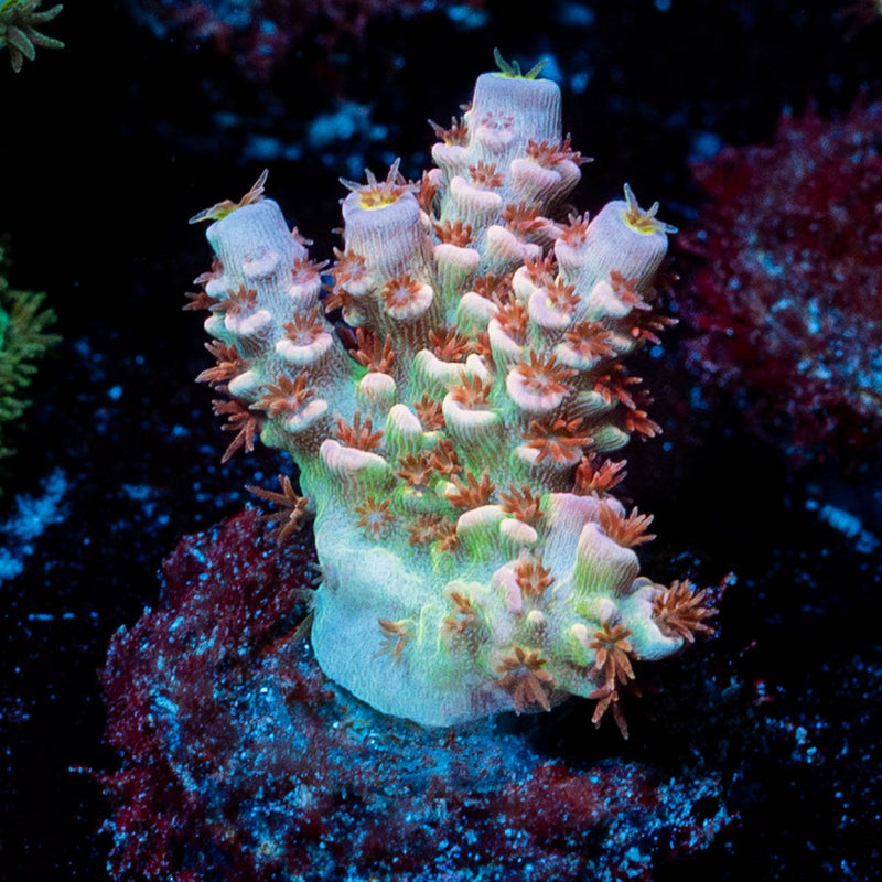 Tear Jerker tenuis Acropora