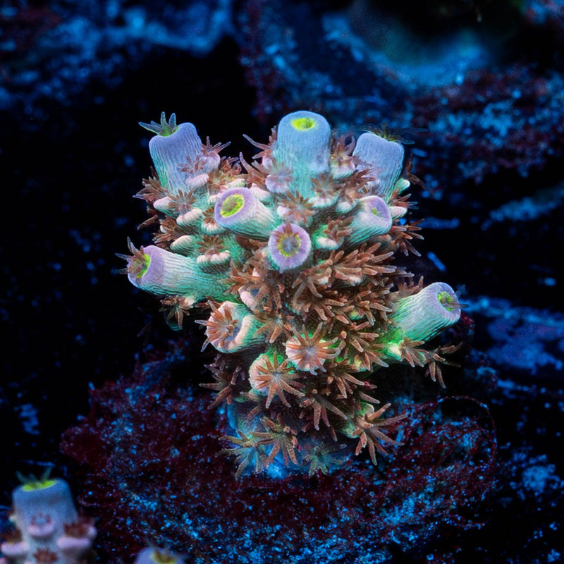Tear Jerker tenuis Acropora