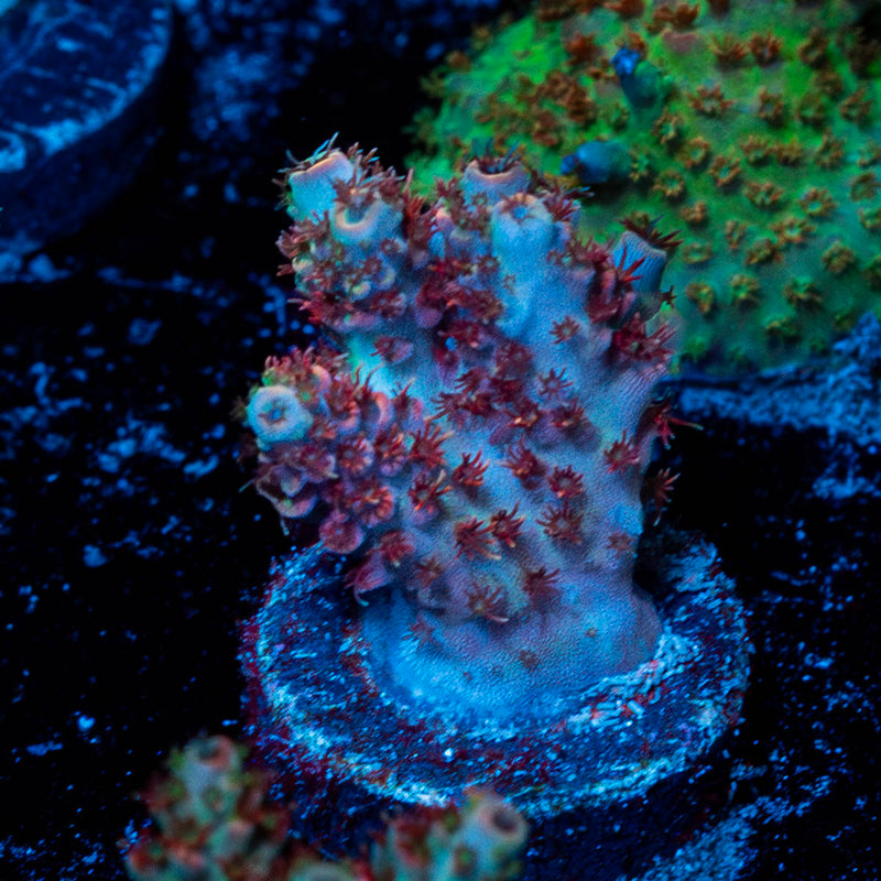 Optimus Prime Acropora