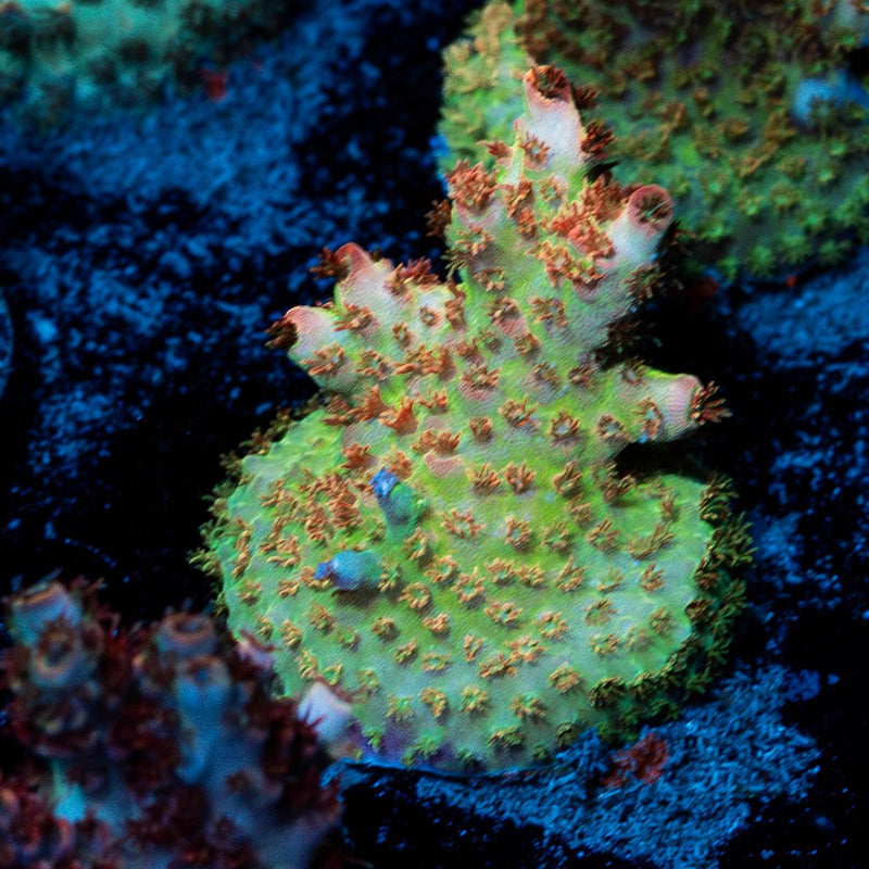 Princess Peach Acropora